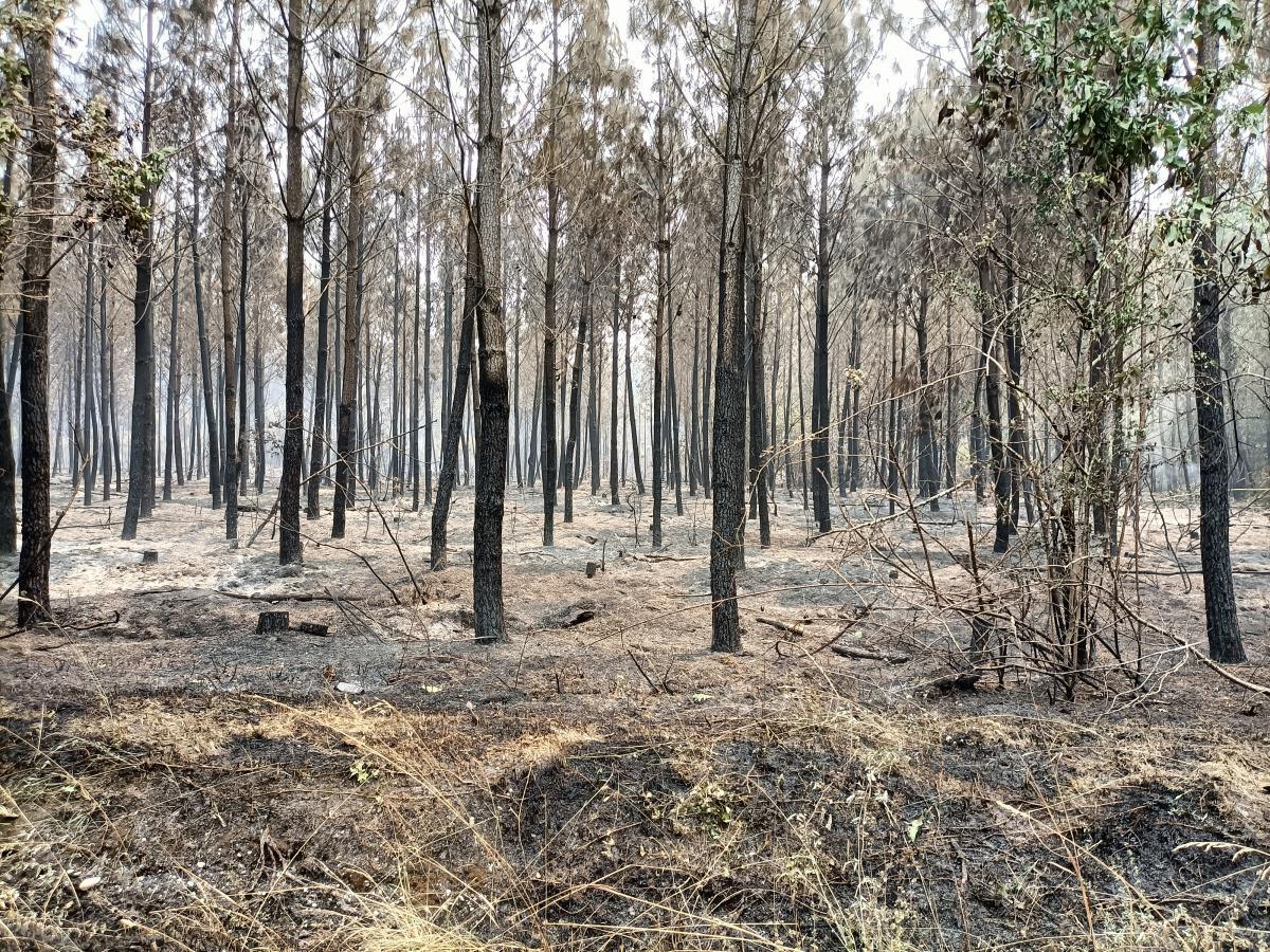 Incendie de la forêt du Sud-Gironde Incendie de la forêt du Sud-Gironde