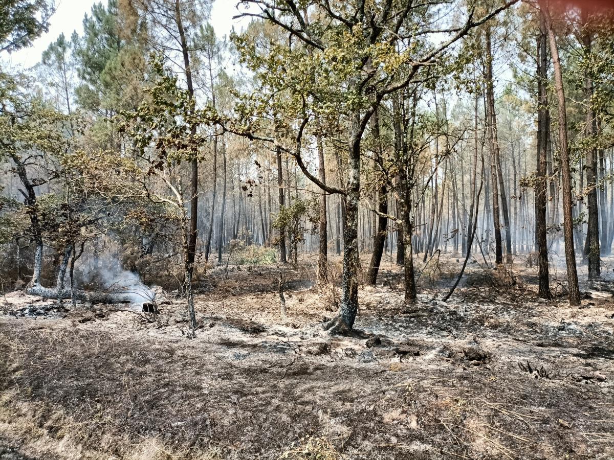Incendie de la forêt du Sud-Gironde