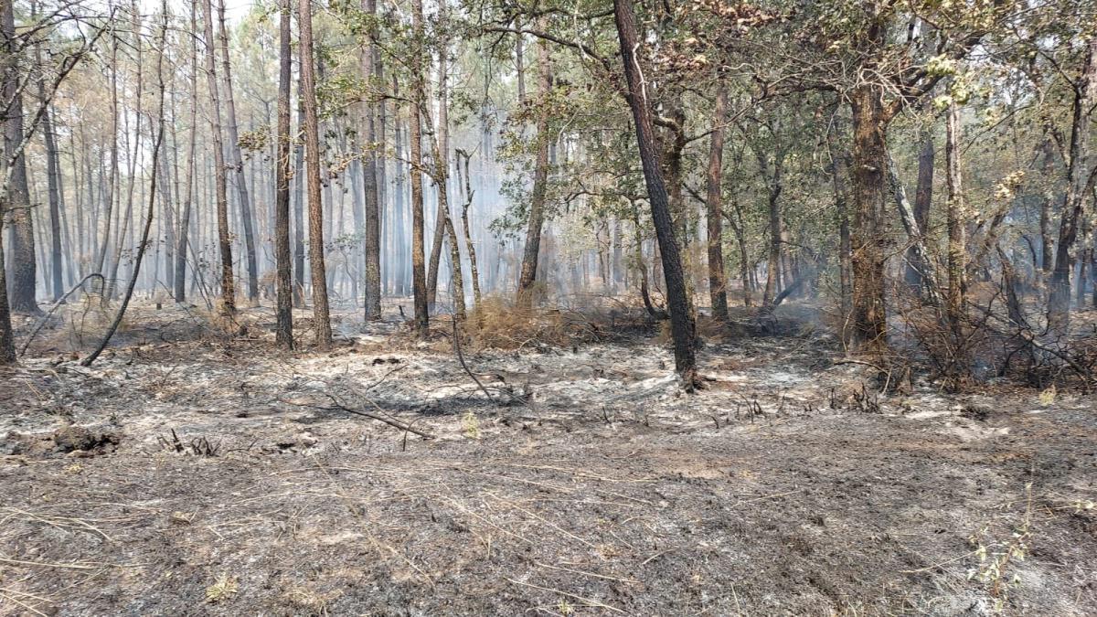 Incendie de la forêt du Sud-Gironde Incendie de la forêt du Sud-Gironde