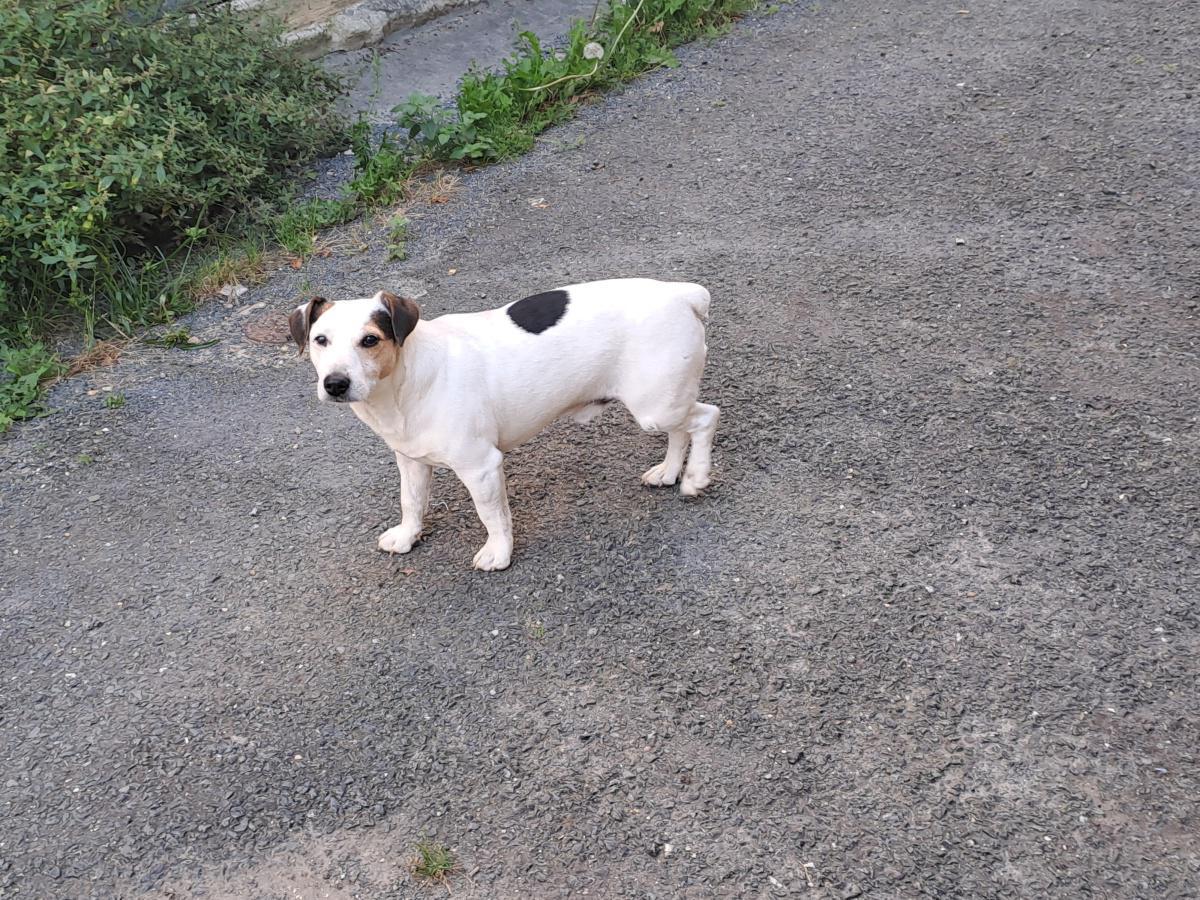 Divagation des chiens Divagation des chiens