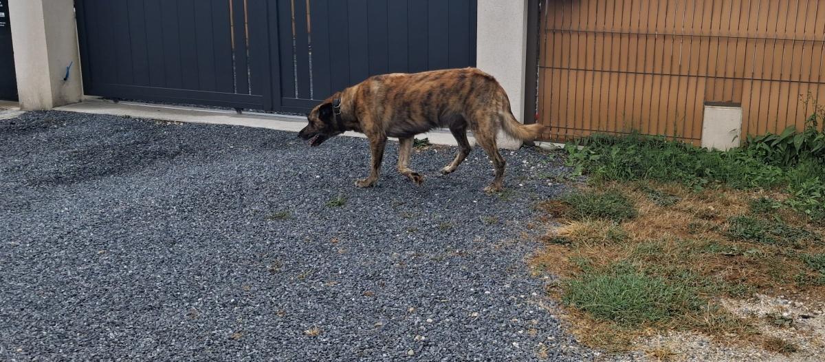 Tenir son chien, un enjeu de sécurité de la voie publique Tenir son chien, un enjeu de sécurité de la voie publique