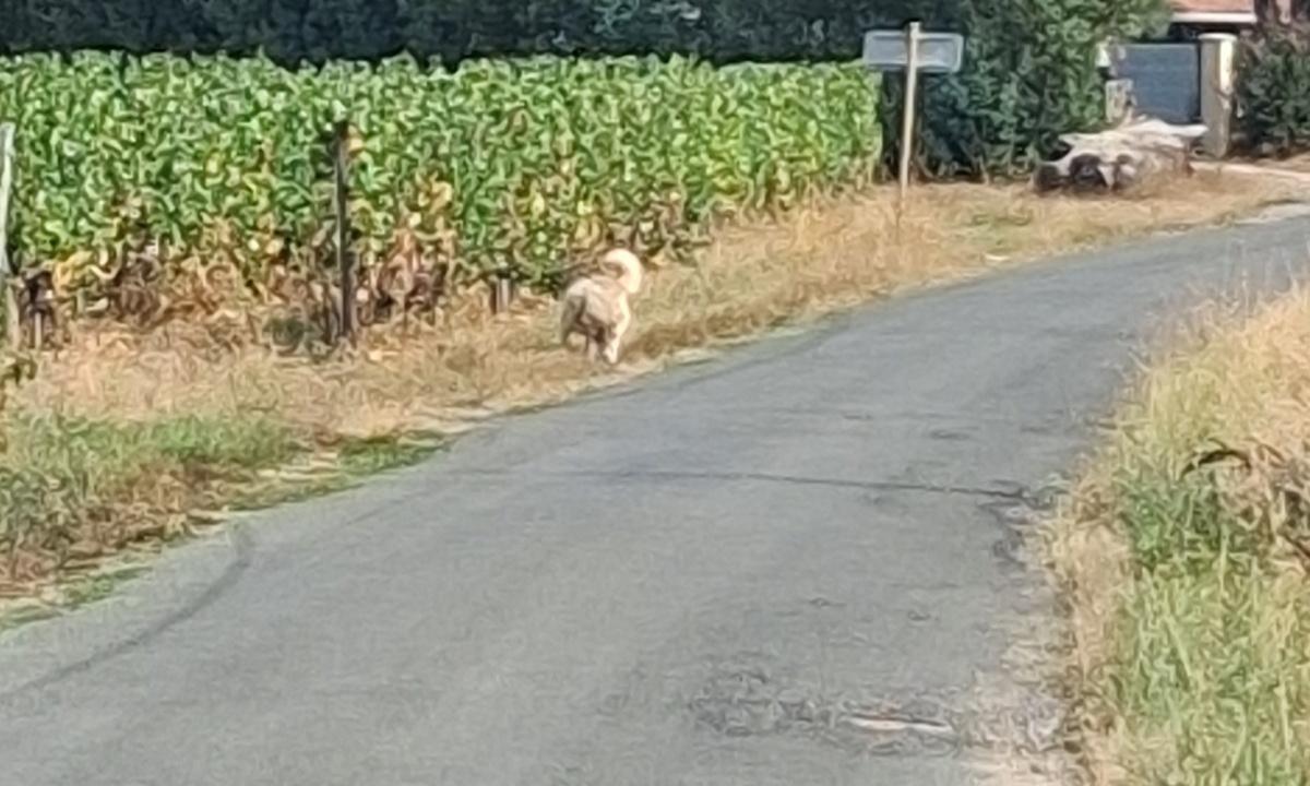 Tenir son chien, un enjeu de sécurité de la voie publique 