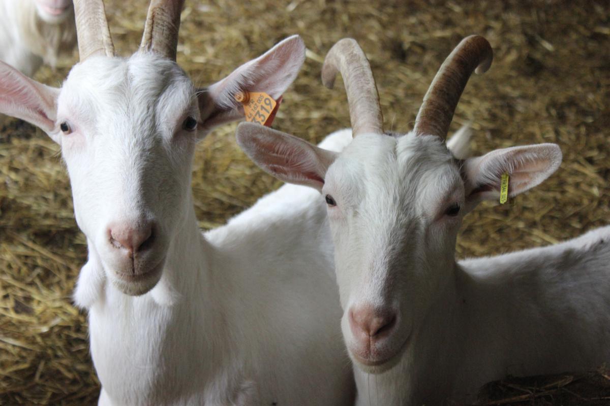 Cabécous fermiers Cabécous fermiers