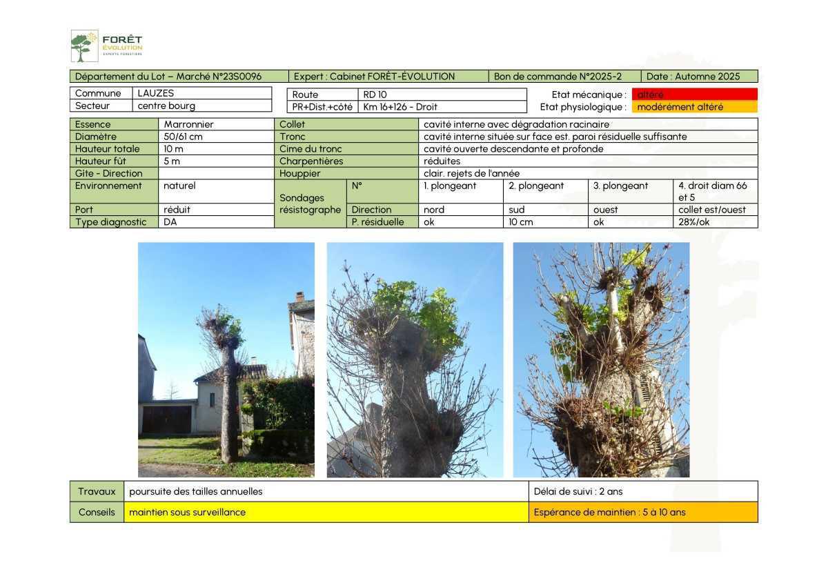 Des marronniers se meurent place de l'église