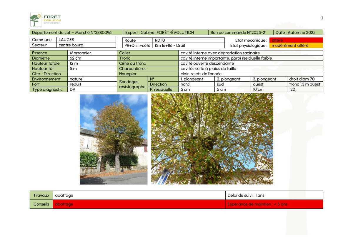 Des marronniers se meurent place de l'église