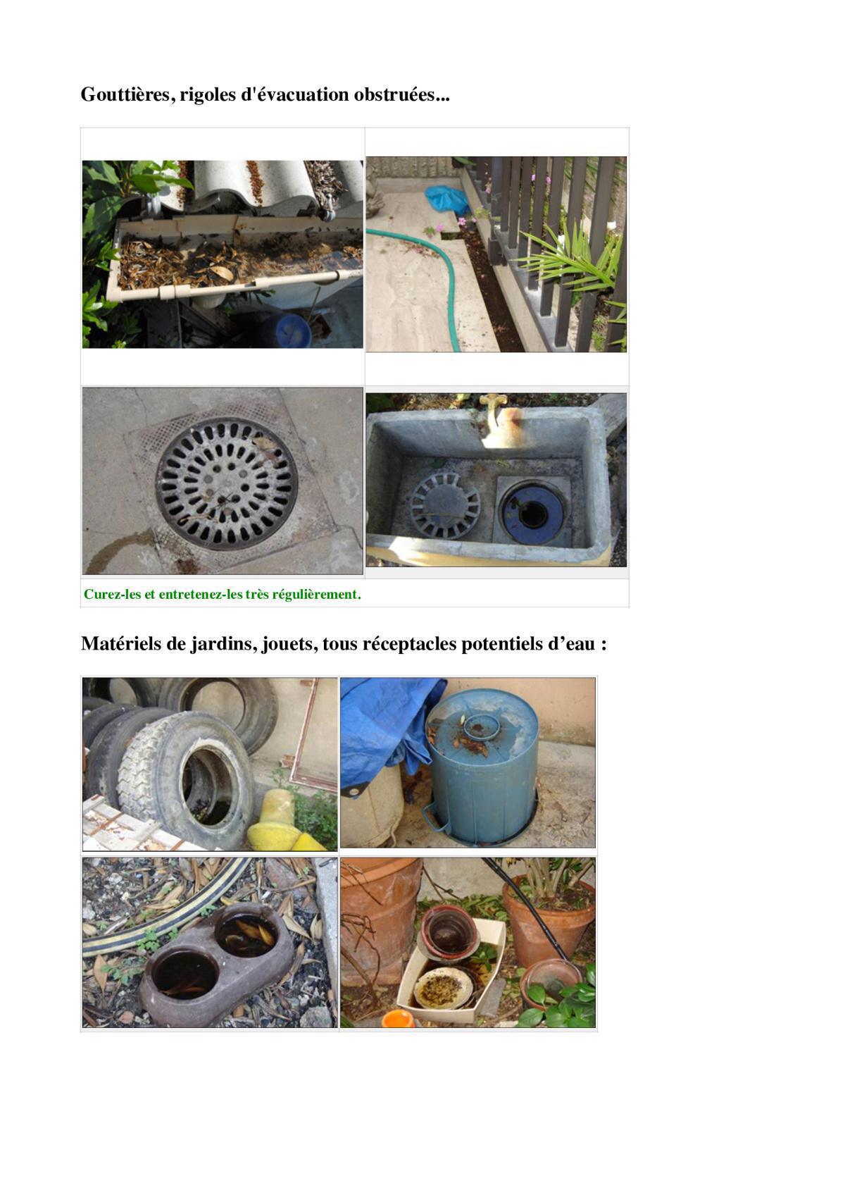 Sus à l'ennemi ! Le frelon asiatique... et autres pénibles