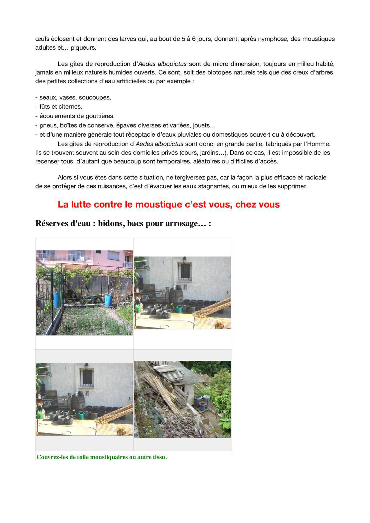 Sus à l'ennemi ! Le frelon asiatique... et autres pénibles