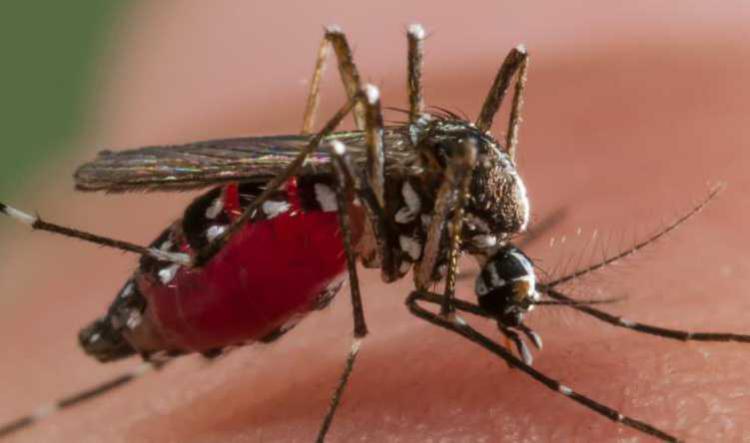 Aedes albopictus, le Lot est dans le rouge