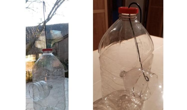 Sus à l'ennemi ! Le frelon asiatique... et autres pénibles