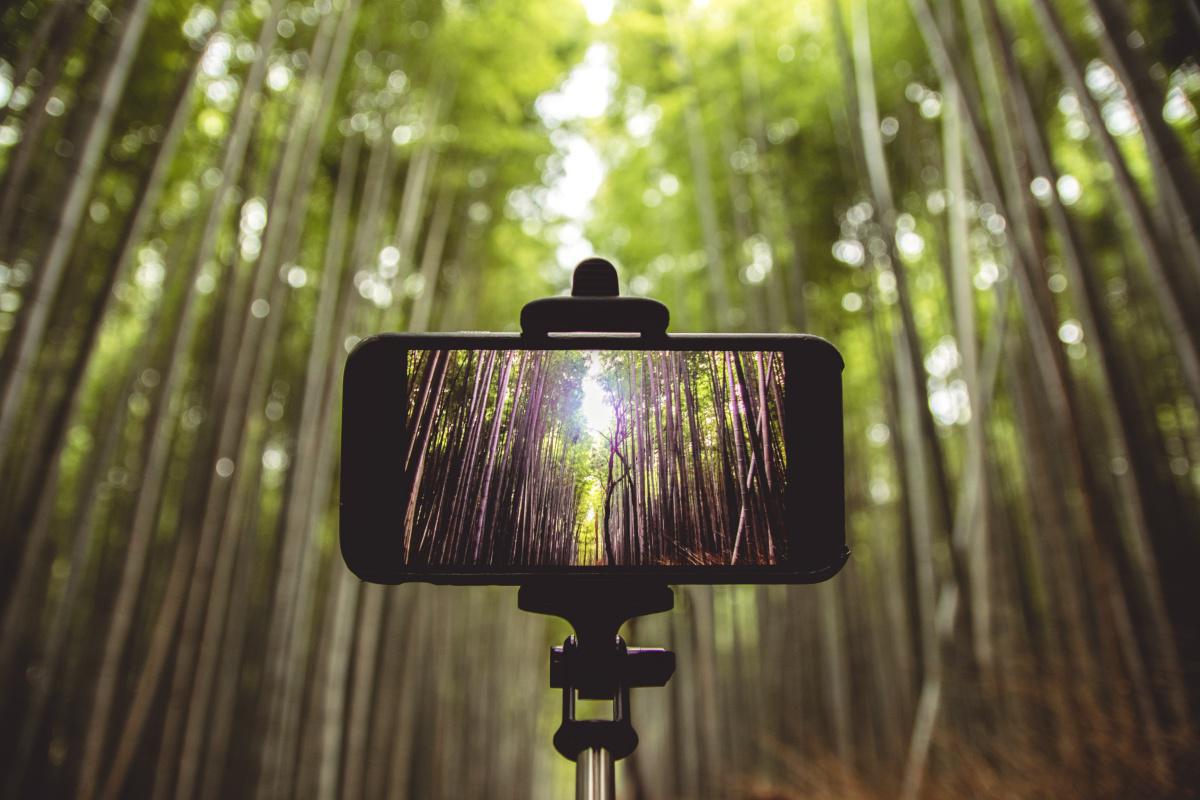 Pferd, Bambus und Wind Pferd, Bambus und Wind