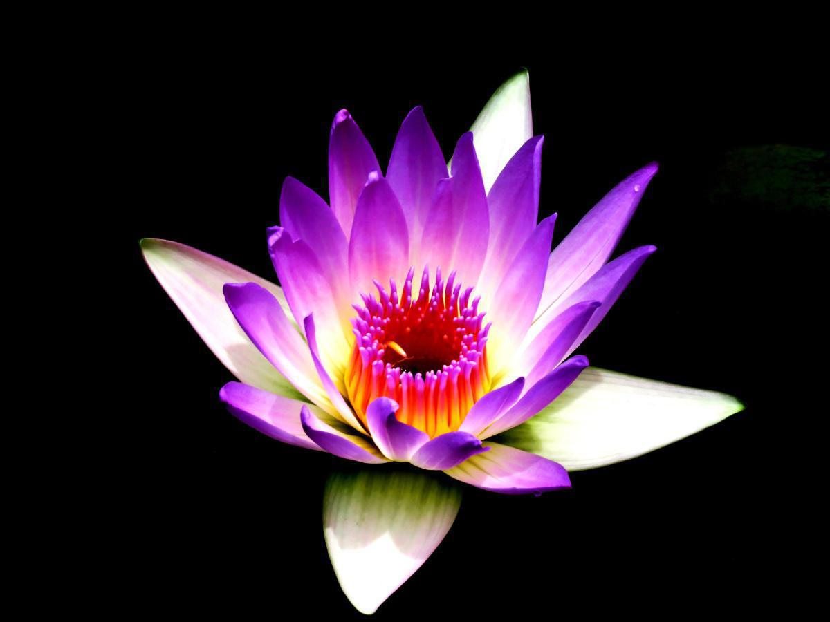 Chan-Buddhismus