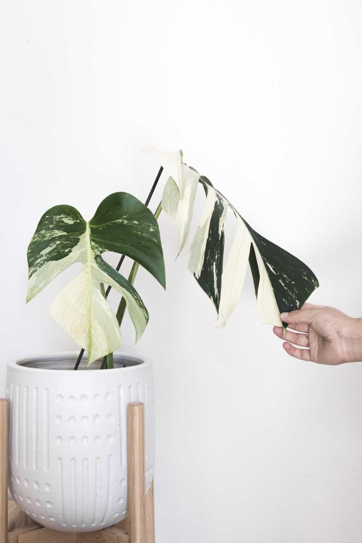 Als ich versucht habe jemand zu sein der ich nicht bin … Als ich versucht habe jemand zu sein der ich nicht bin …