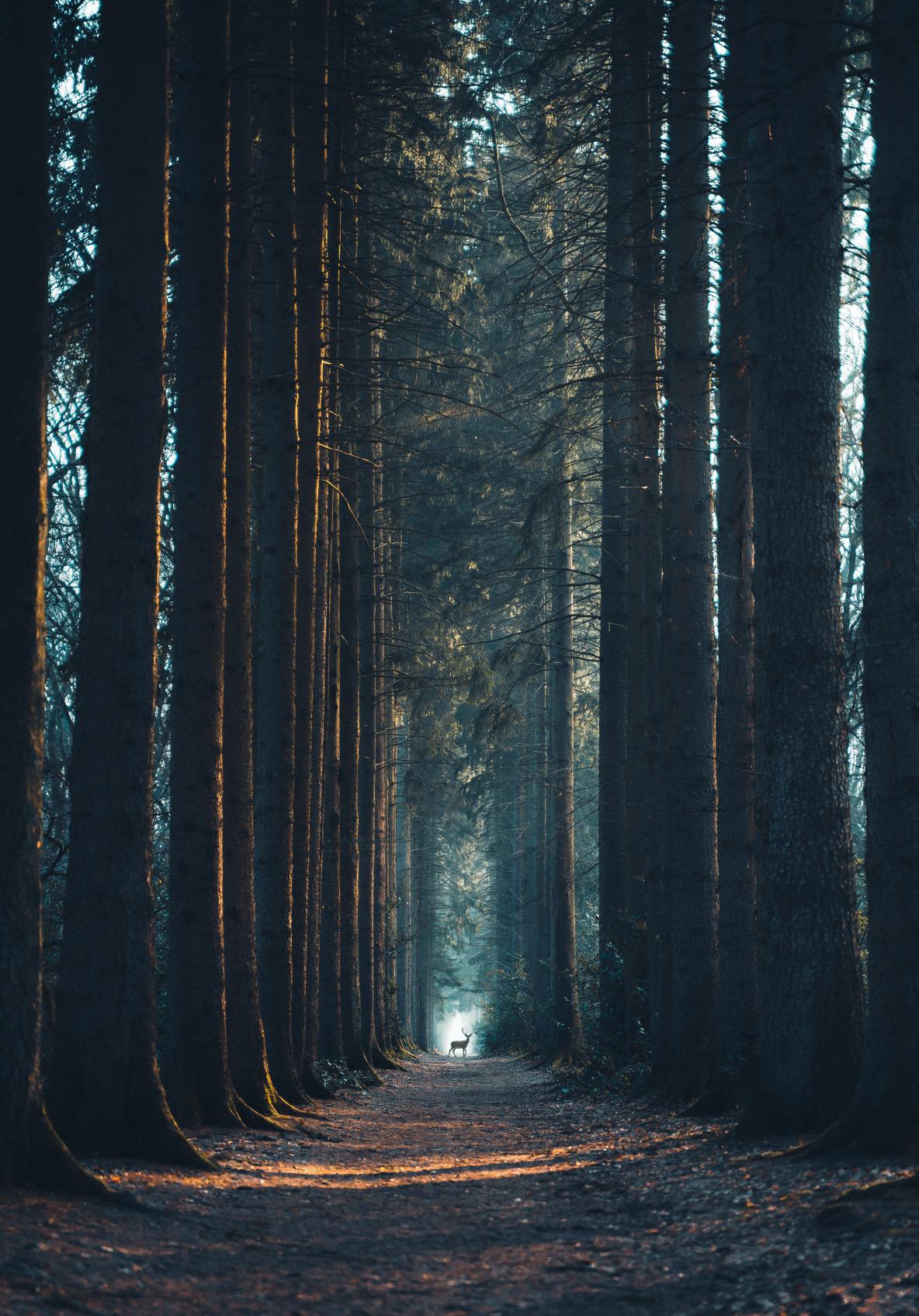 Die vier Furchtlosigkeiten des Buddha Die vier Furchtlosigkeiten des Buddha