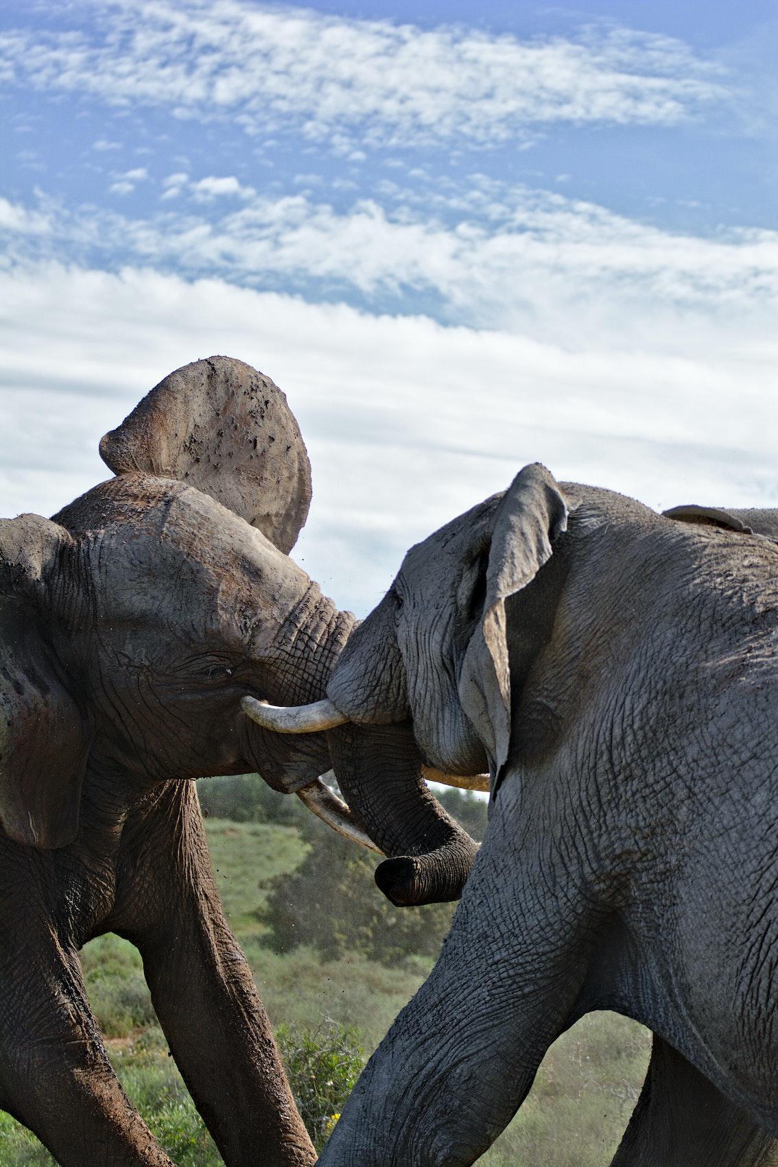 5 Blinde und 1 Elefant 5 Blinde und 1 Elefant