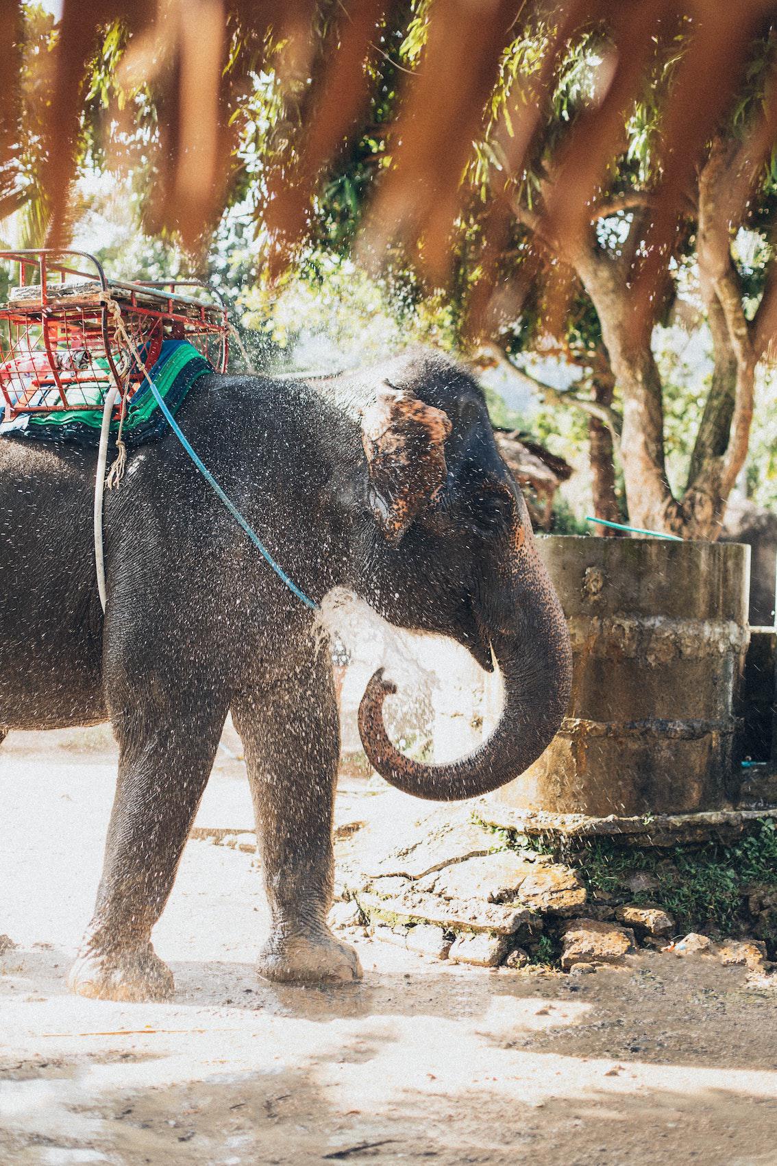 5 Blinde und 1 Elefant 5 Blinde und 1 Elefant