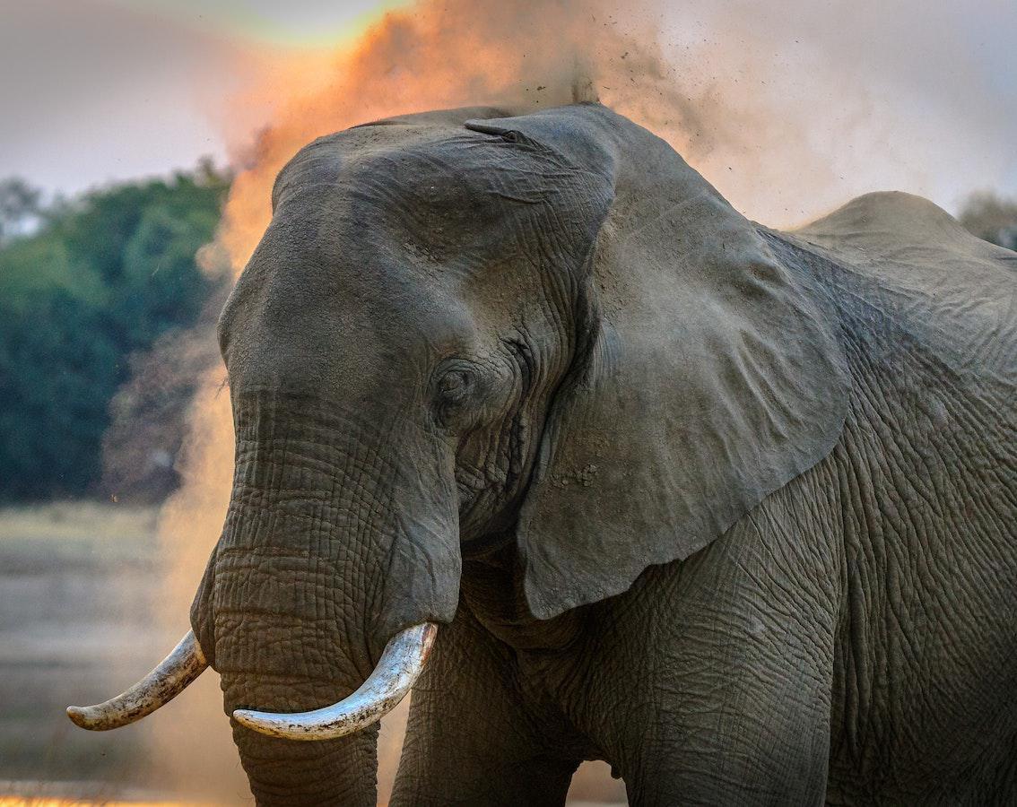 5 Blinde und 1 Elefant 5 Blinde und 1 Elefant