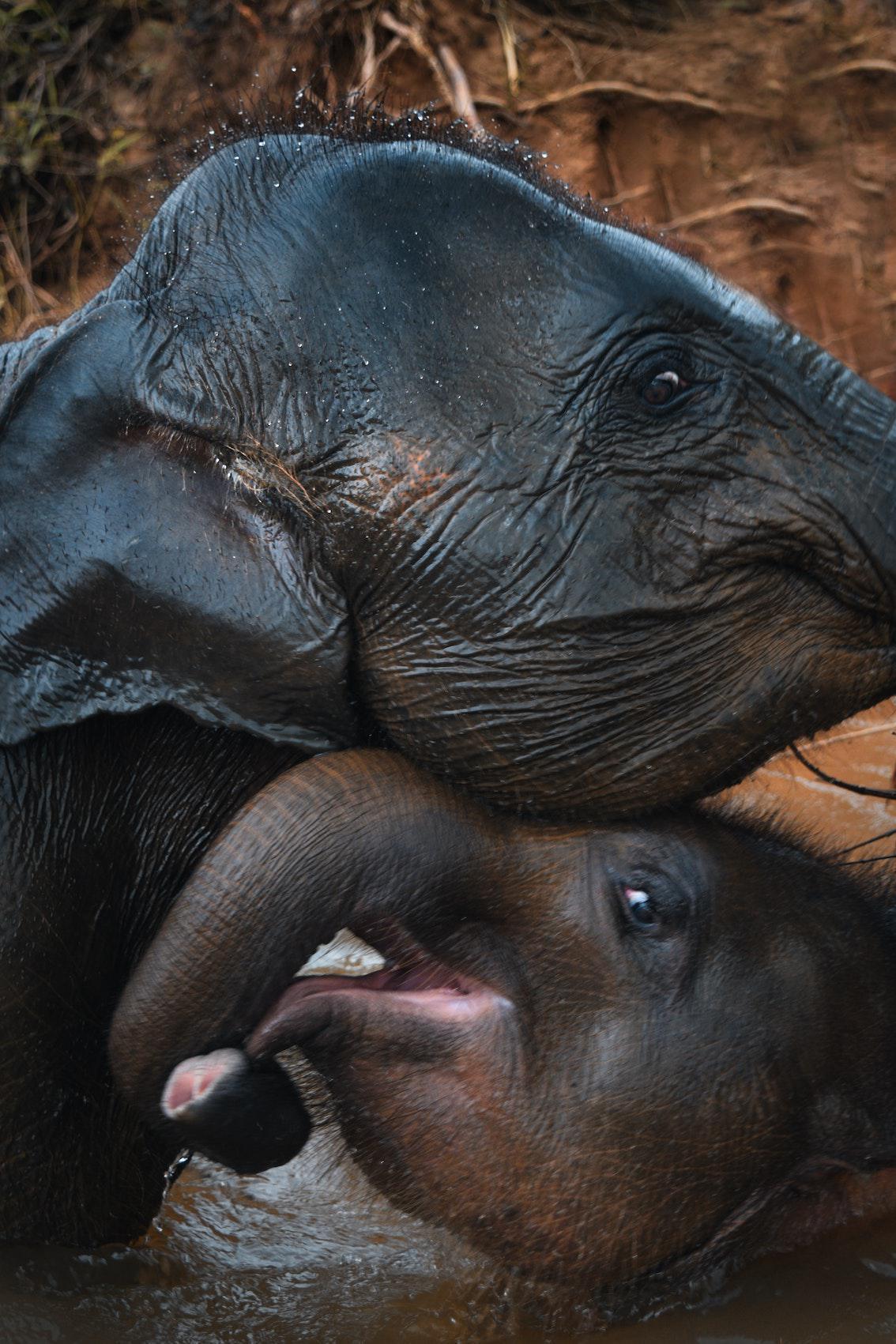 5 Blinde und 1 Elefant 5 Blinde und 1 Elefant