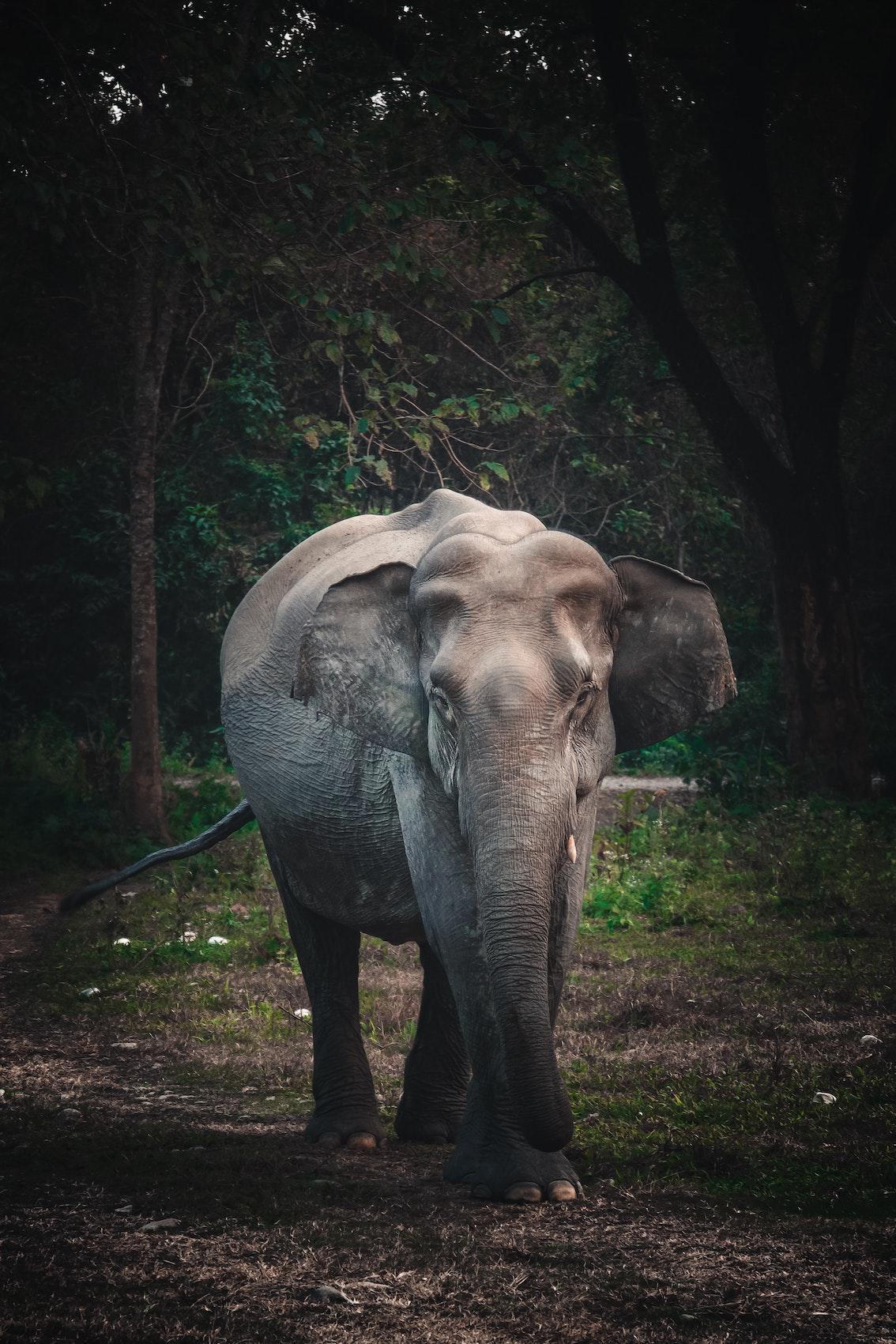 5 Blinde und 1 Elefant 5 Blinde und 1 Elefant