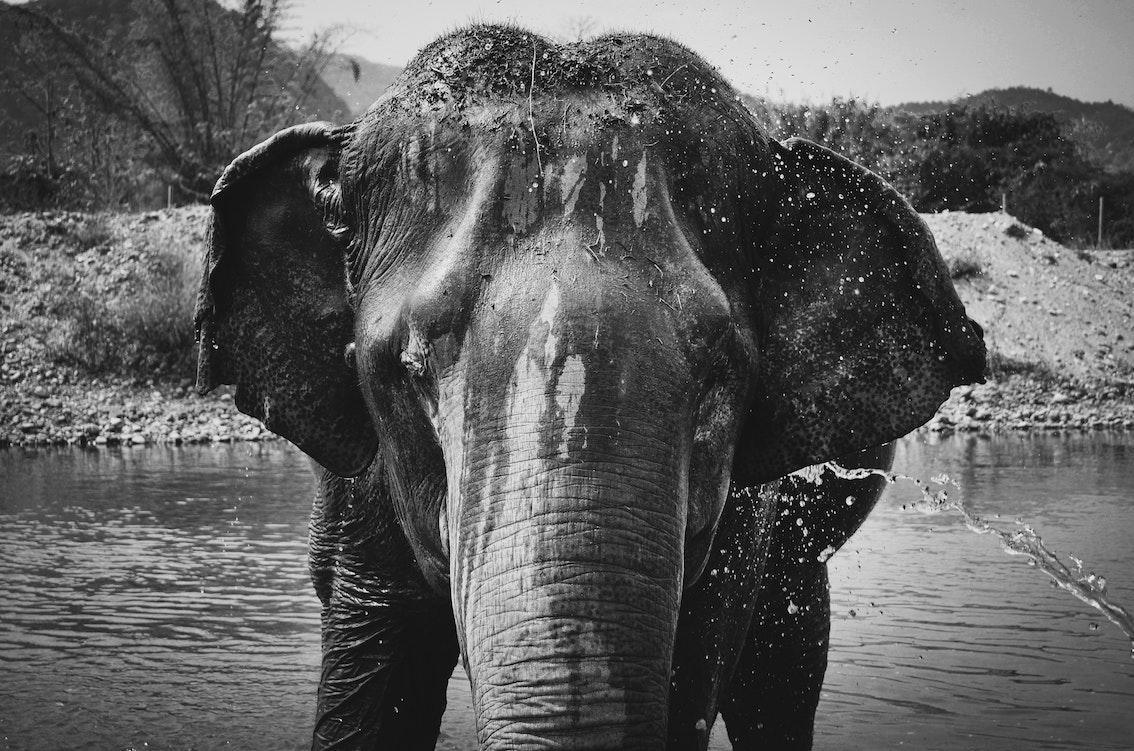 5 Blinde und 1 Elefant 5 Blinde und 1 Elefant