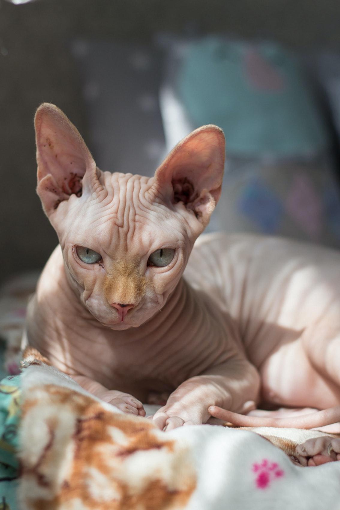 Die Katze von Schrödinger