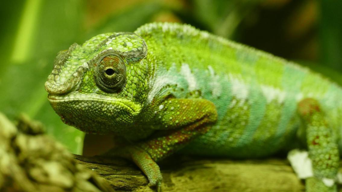 Buddha-Blog-Podcast Folge 159 Buddha-Blog-Podcast Folge 159