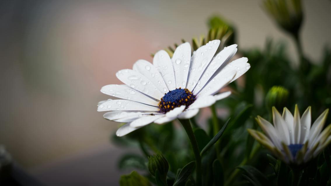 Der Stein und die Blume