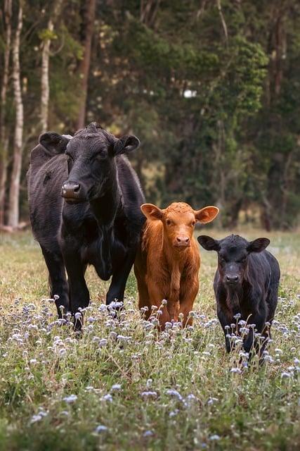 Wünsche erfüllen mit der Kraft des Geistes