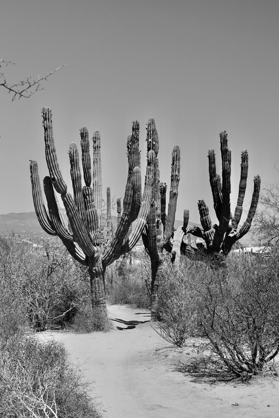 Dynamik - Buddha Blog Podcast Folge 221 - Buddhismus im Alltag