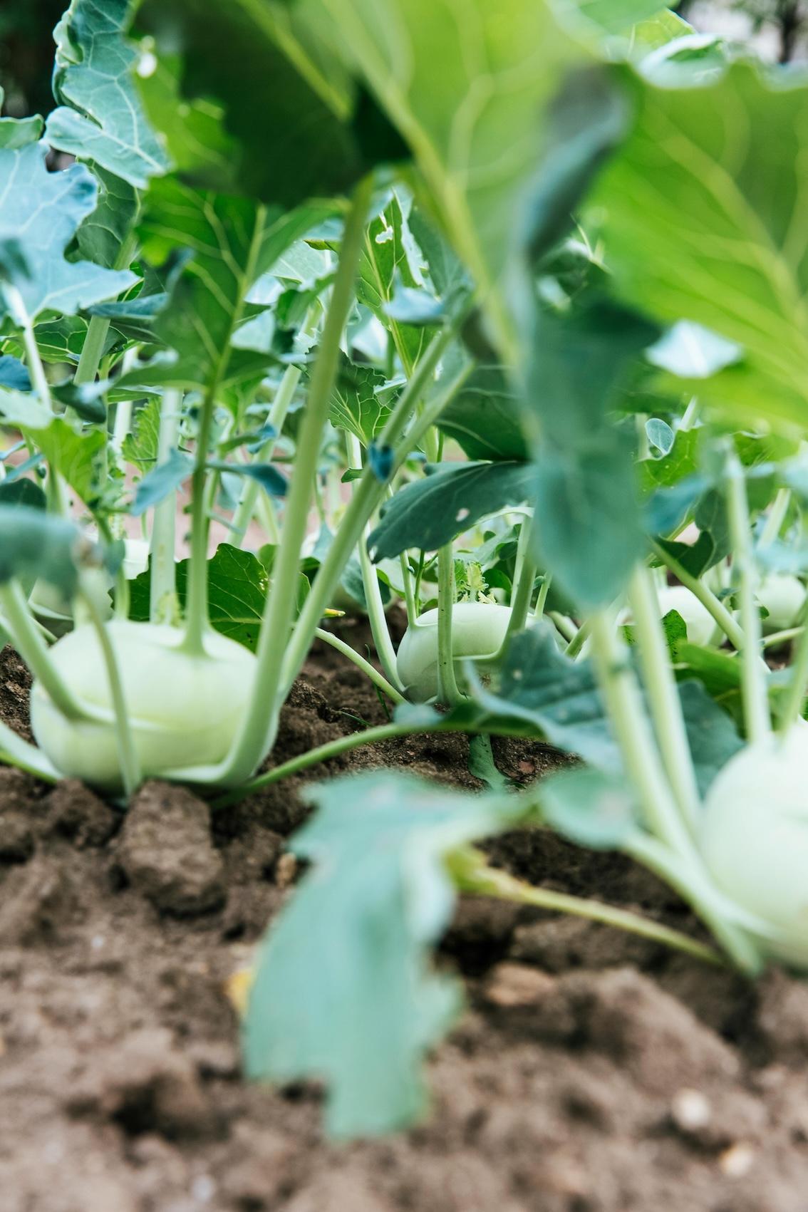 Gartenarbeit