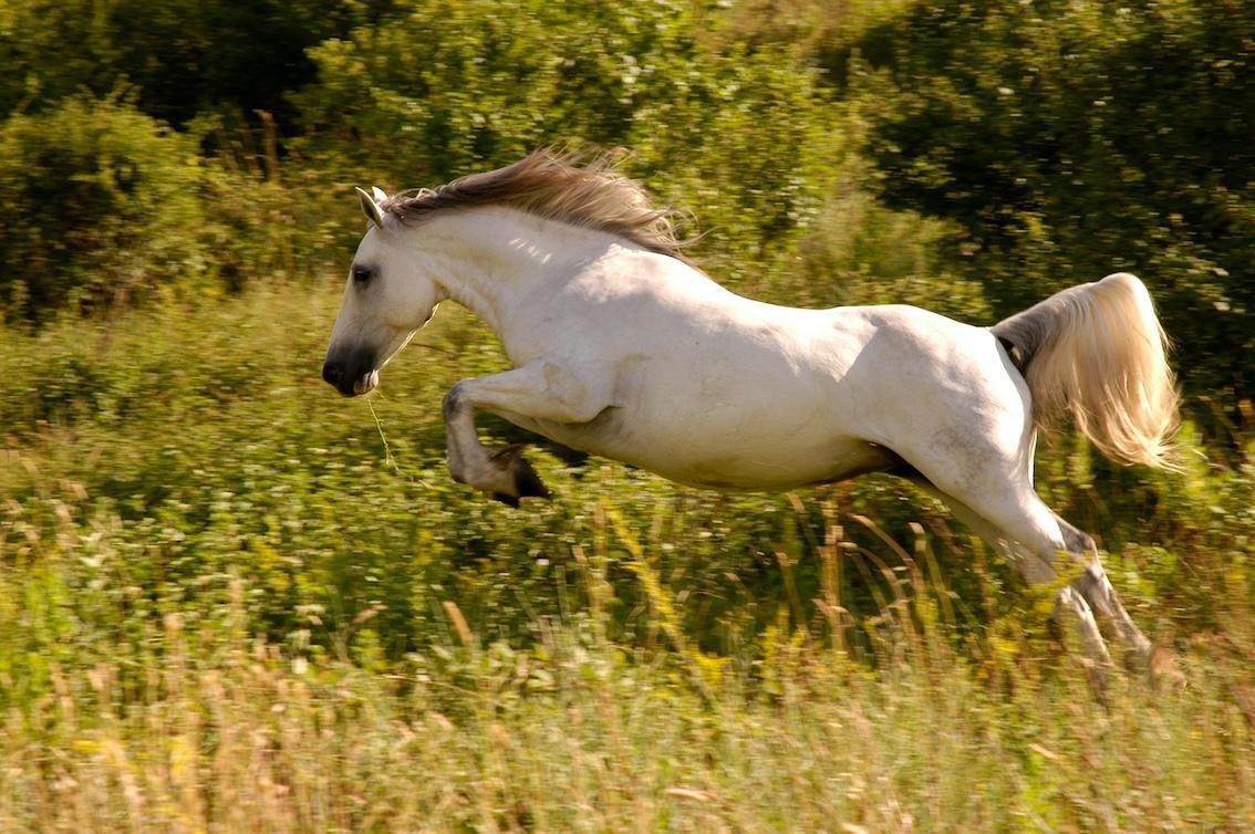 Gleichmut