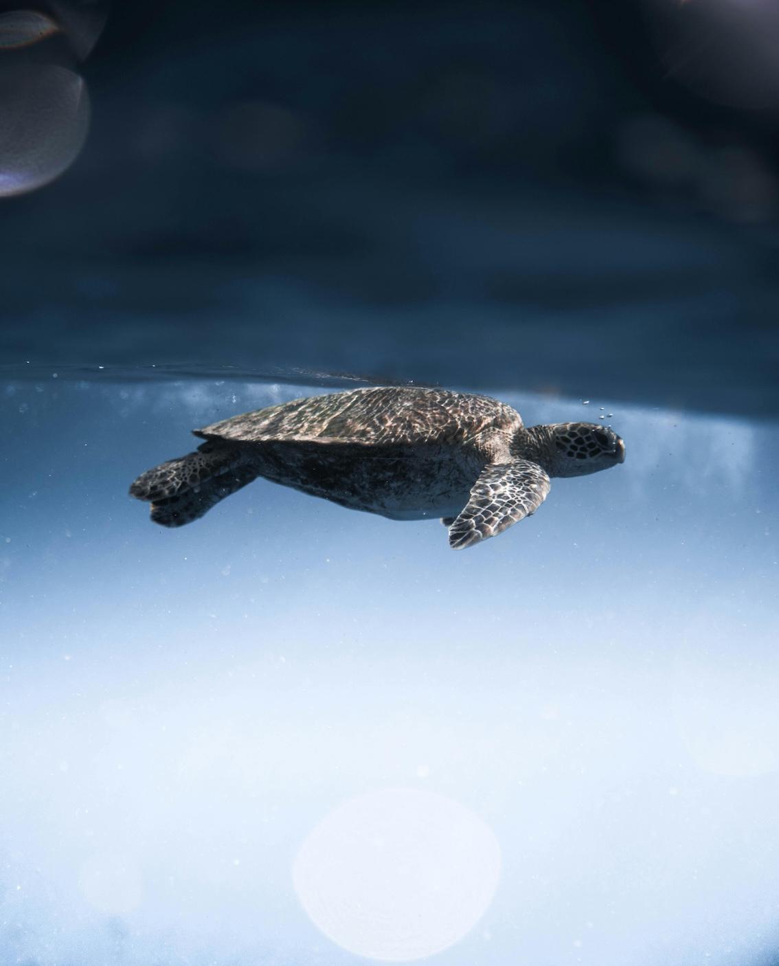 Die Schildkröte