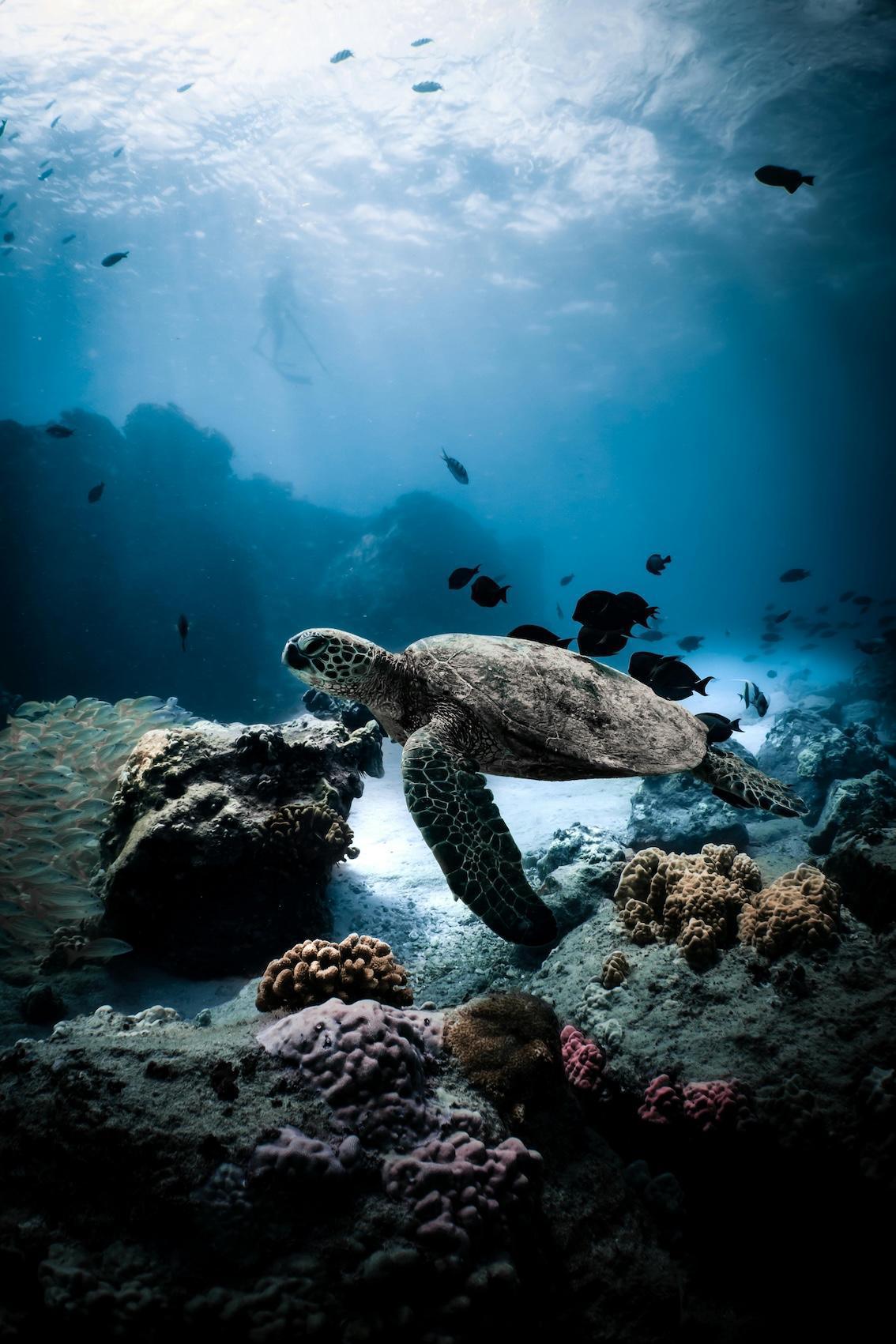Die Schildkröte
