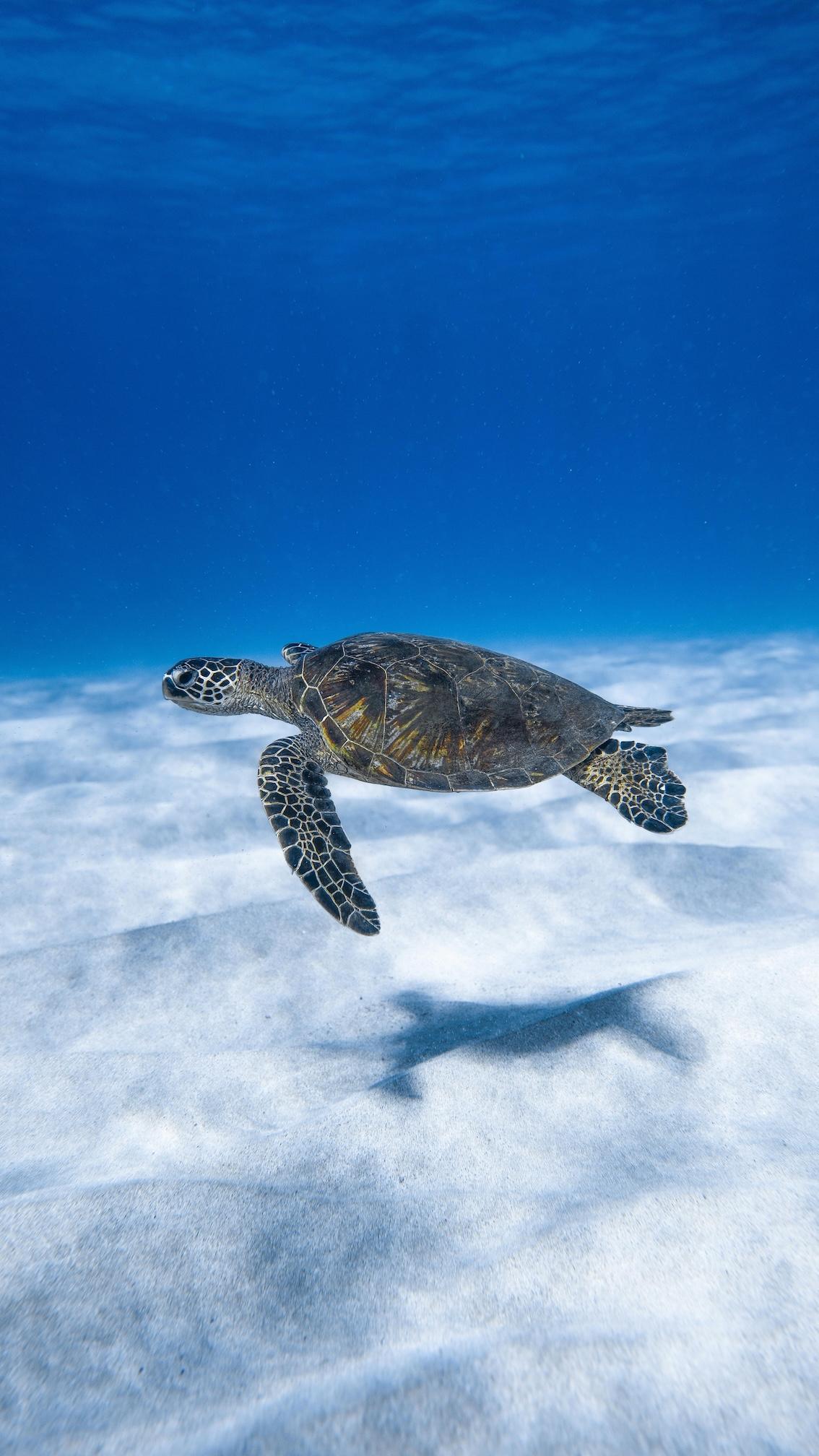 Die Schildkröte