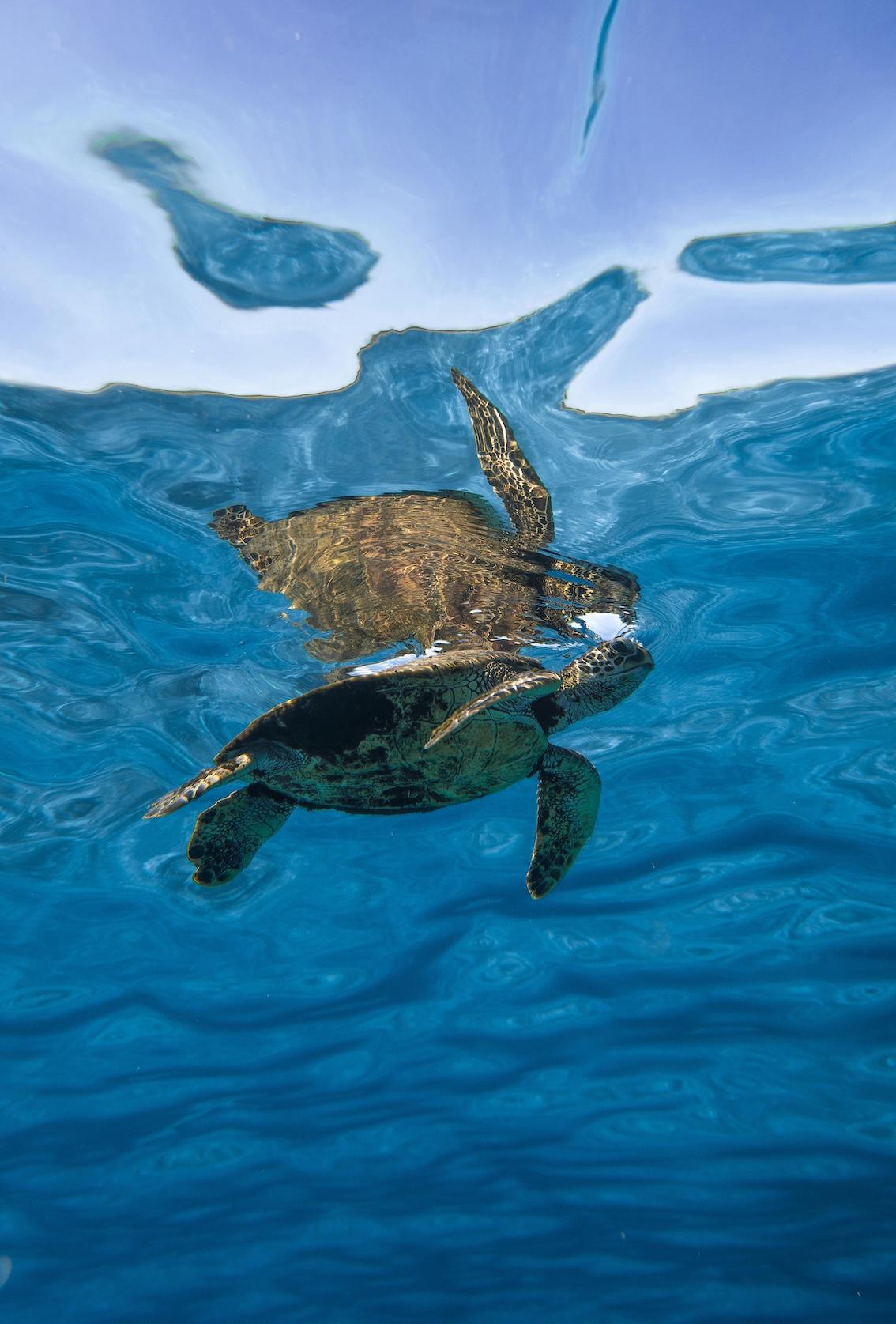 Die Schildkröte