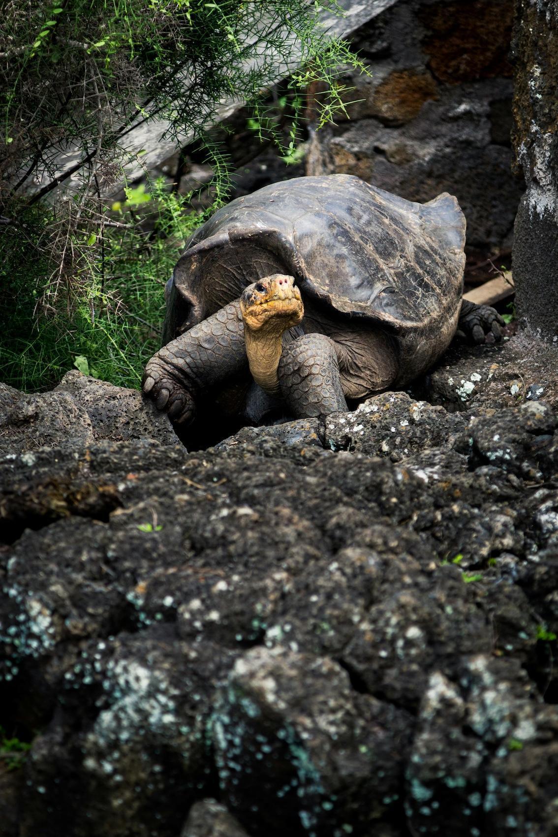 Die Schildkröte