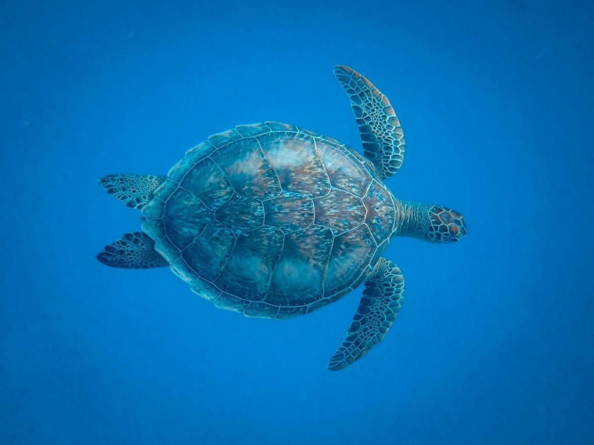 229-Die Schildkröte - Buddha Blog Podcast-Buddhismus im Alltag