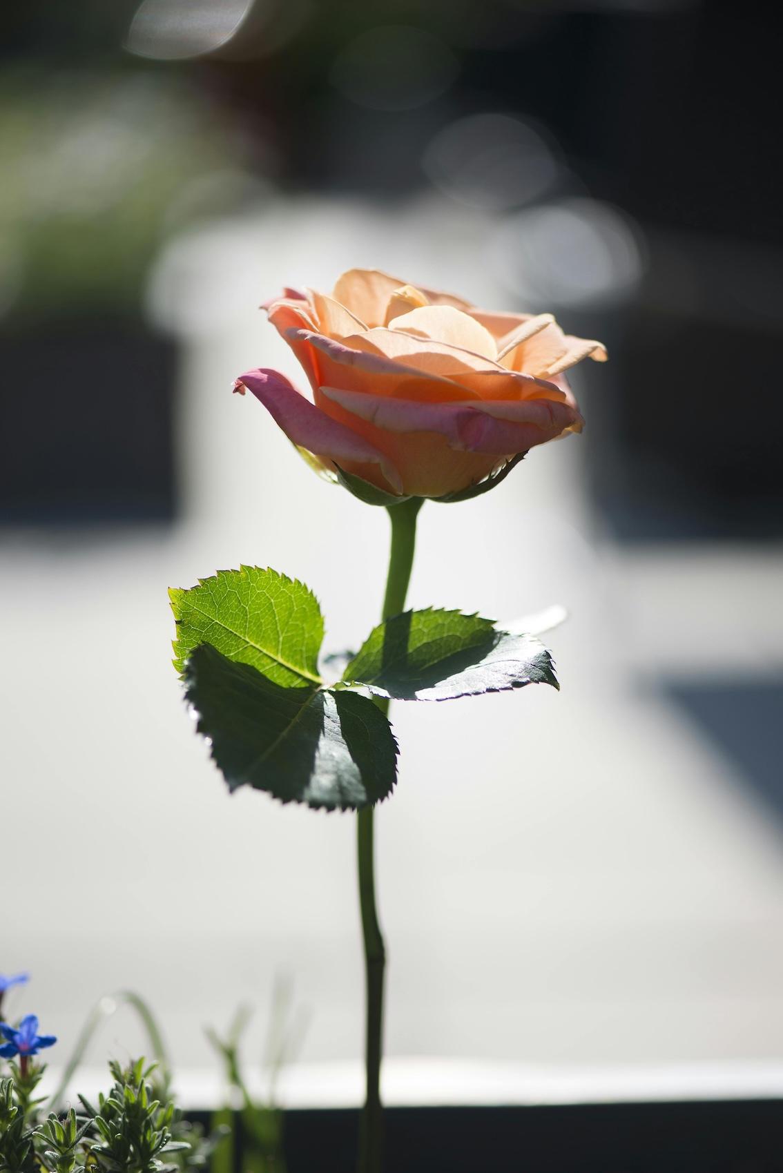 Die Heilkraft der Liebe