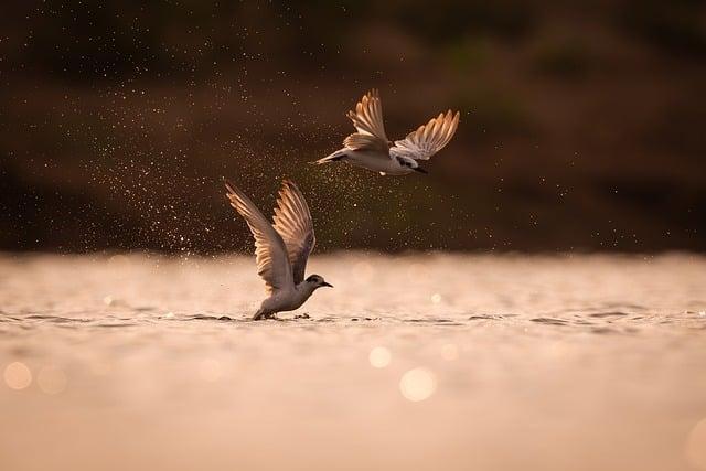 249-Der innere Widerstand- Buddha Blog Podcast-Buddhismus im Alltag