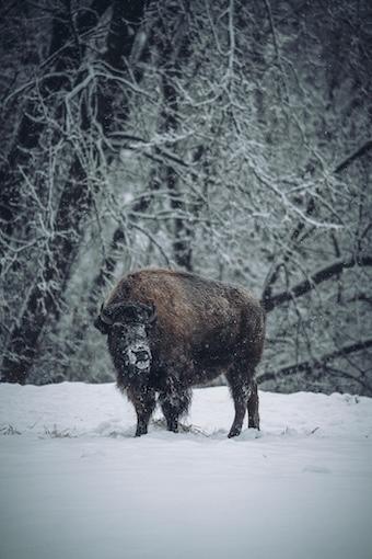 Schwierige Situationen – Wie der Buddhismus Dir hilft, Deinen Weg zu finden