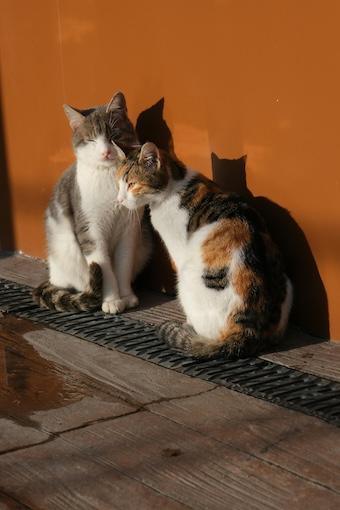 260-Intuition-Buddha Blog Podcast - Buddhismus im Alltag