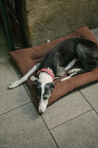 261-FREUNDSCHAFTEN-Buddha Blog Podcast - Buddhismus im Alltag