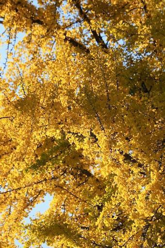 264-Der innere Weg-Buddha Blog Podcast - Buddhismus im Alltag