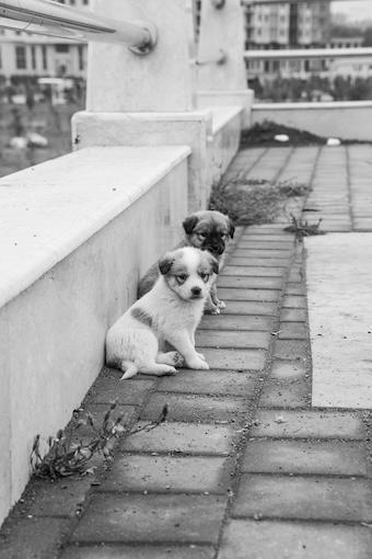 Die Lehre vom Welpen