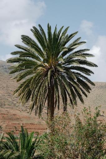 265-Leid durch Unwahrheit-Buddha Blog Podcast - Buddhismus im Alltag