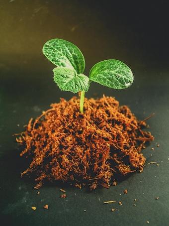 Inneres Wachstum als buddhistische Tugend