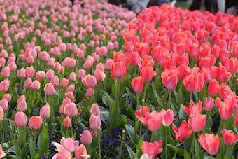 Das Feiern Deiner Erfolge