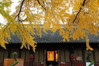 270-Gewaltlosigkeit-Buddha Blog Podcast - Buddhismus im Alltag