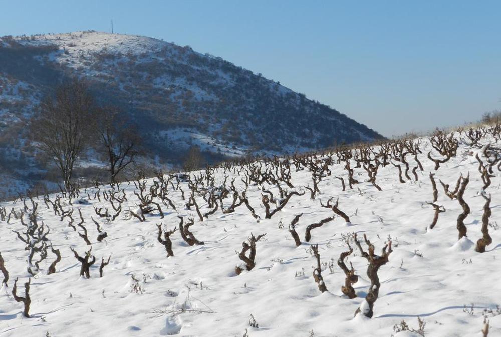 Greece Uncorked: Macedonian Dance & Wine Exhibition