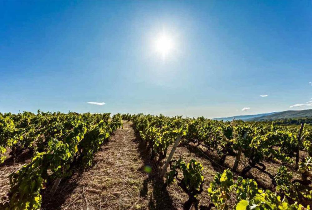 Greece Uncorked: Macedonian Dance & Wine Exhibition