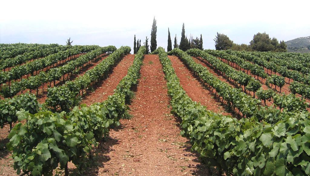 Raise a Glass to Greek-American Heritage Raise a Glass to Greek-American Heritage